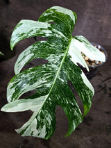 Variegated Monstera Albo - White Albo Borsigiana - (Oct-1-14)
