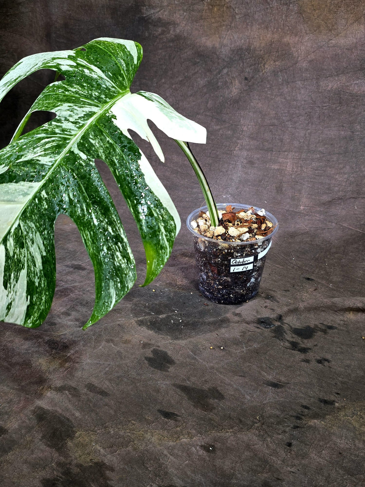 Variegated Monstera Albo - White Albo Borsigiana - (Oct-1-14)