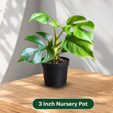 Rare Monstera Minima | Rhaphidophora Tetrasperma | Mini Monstera | UNROOTED Plant Cutting | Indoor Plants | Tretrassperma Philodendron
