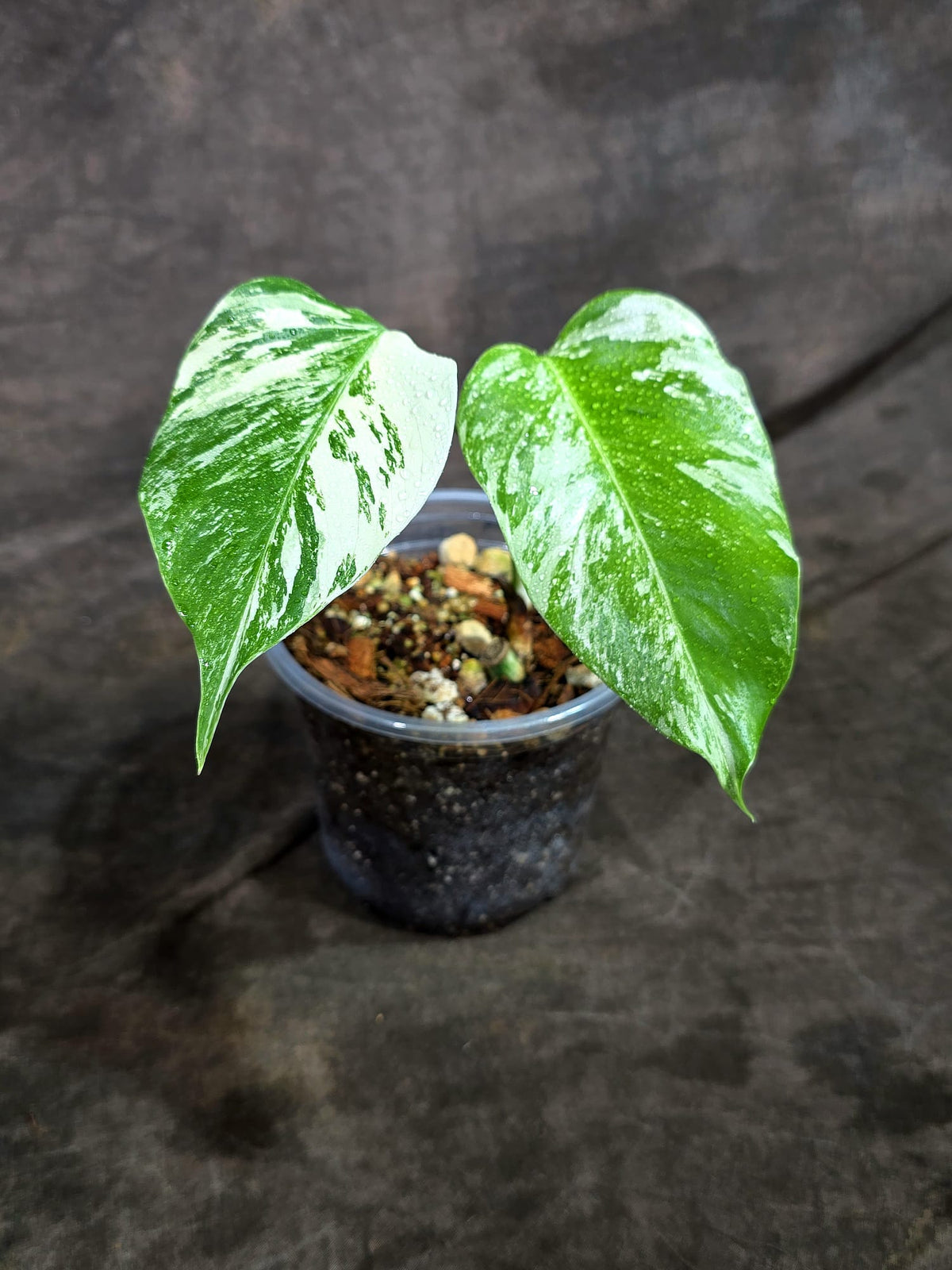 Variegated Monstera Albo - White Albo Borsigiana - (Oct-8-20)