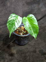 Variegated Monstera Albo - White Albo Borsigiana - (Oct-8-20)
