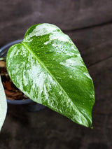 Variegated Monstera Albo - White Albo Borsigiana - (Oct-8-20)