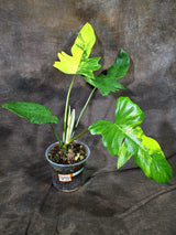 Philodendron Florida Beauty x Mayoi Variegated- (Oct-8-22)