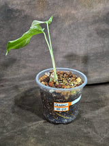 Variegated Monstera Albo - White Albo Borsigiana - (Oct-8-20)
