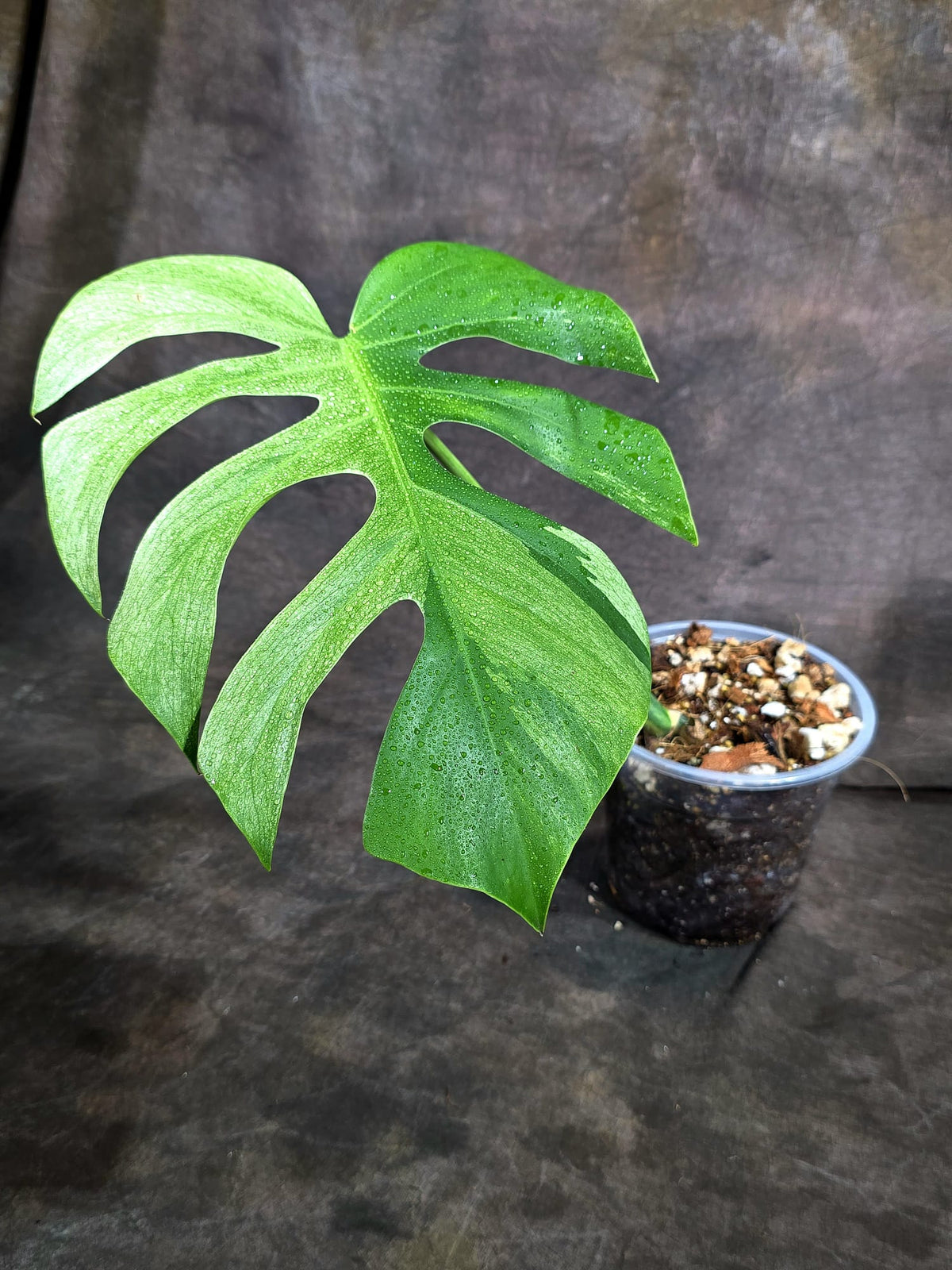 Variegated Monstera Mint Jungle Mint -(Oct-8-25)