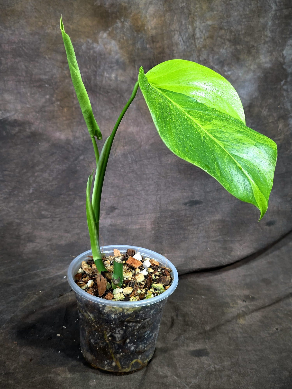 Monstera Borsigiana Aurea Variegated (Oct-8-26)