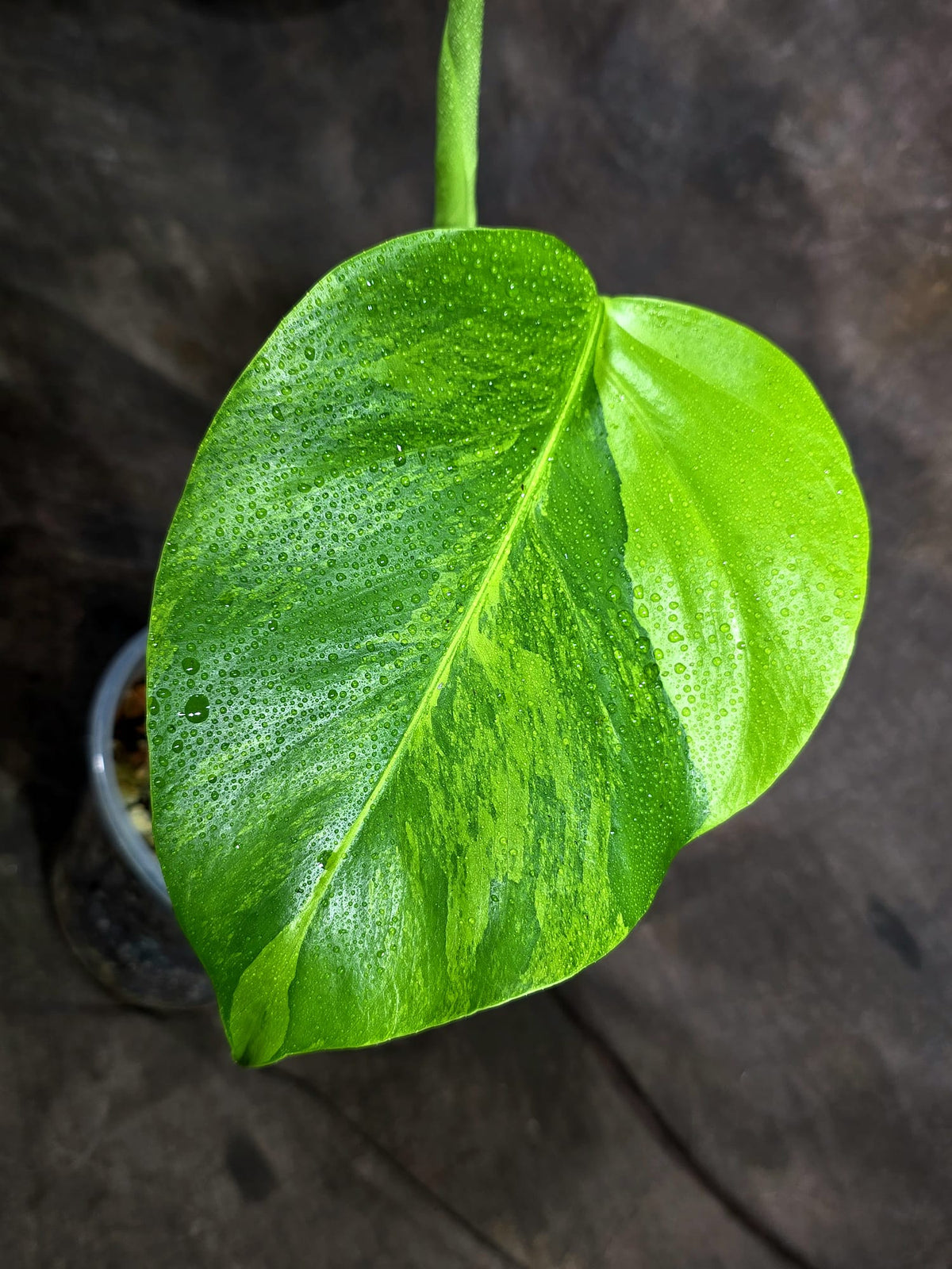 Monstera Borsigiana Aurea Variegated (Oct-8-26)