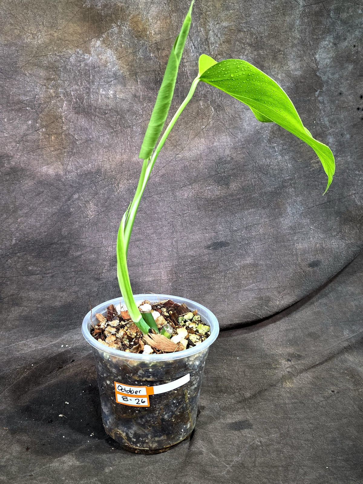 Monstera Borsigiana Aurea Variegated (Oct-8-26)
