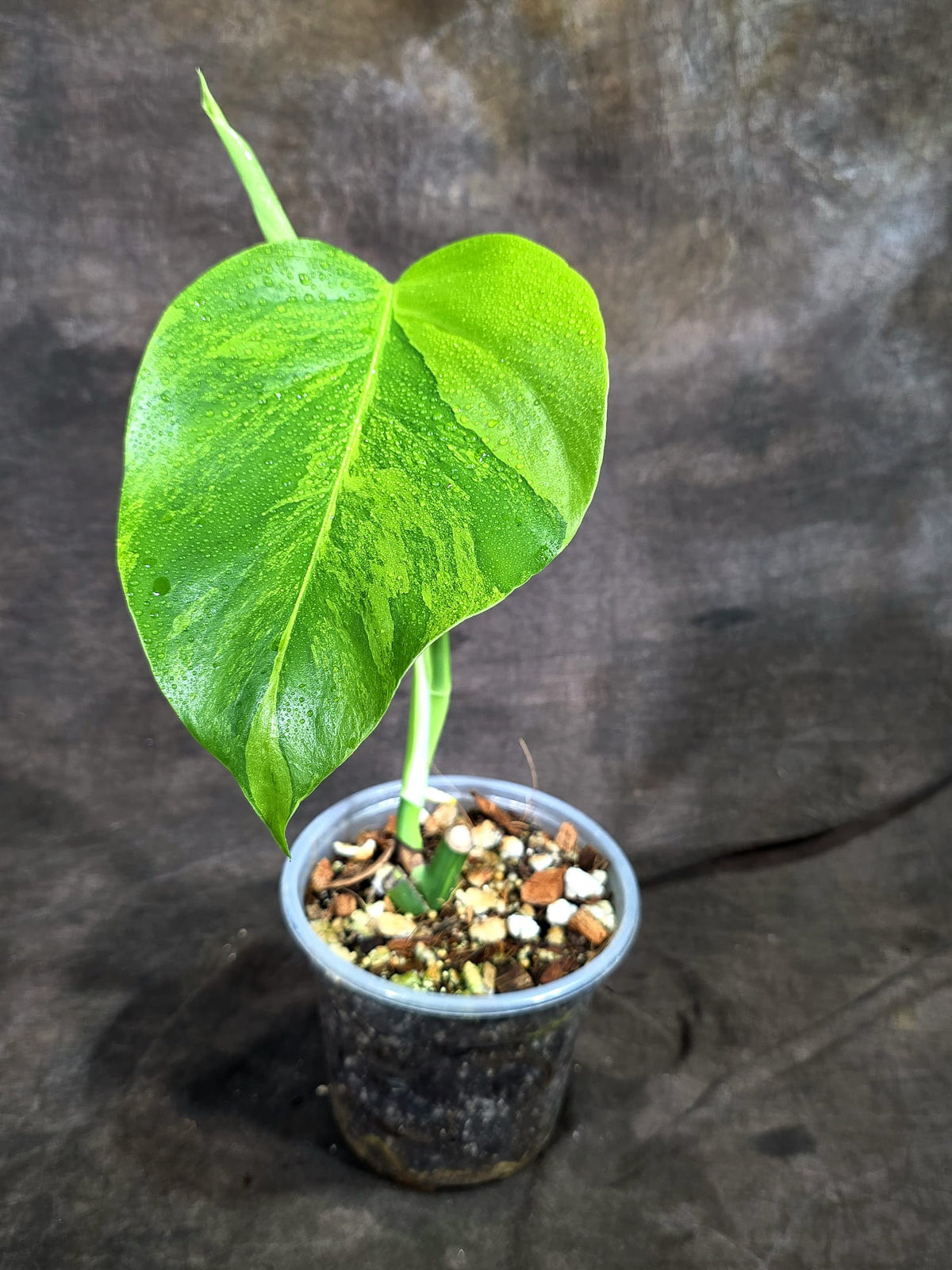 Monstera Borsigiana Aurea Variegated (Oct-8-26)