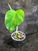 Monstera Borsigiana Aurea Variegated (Oct-8-26)