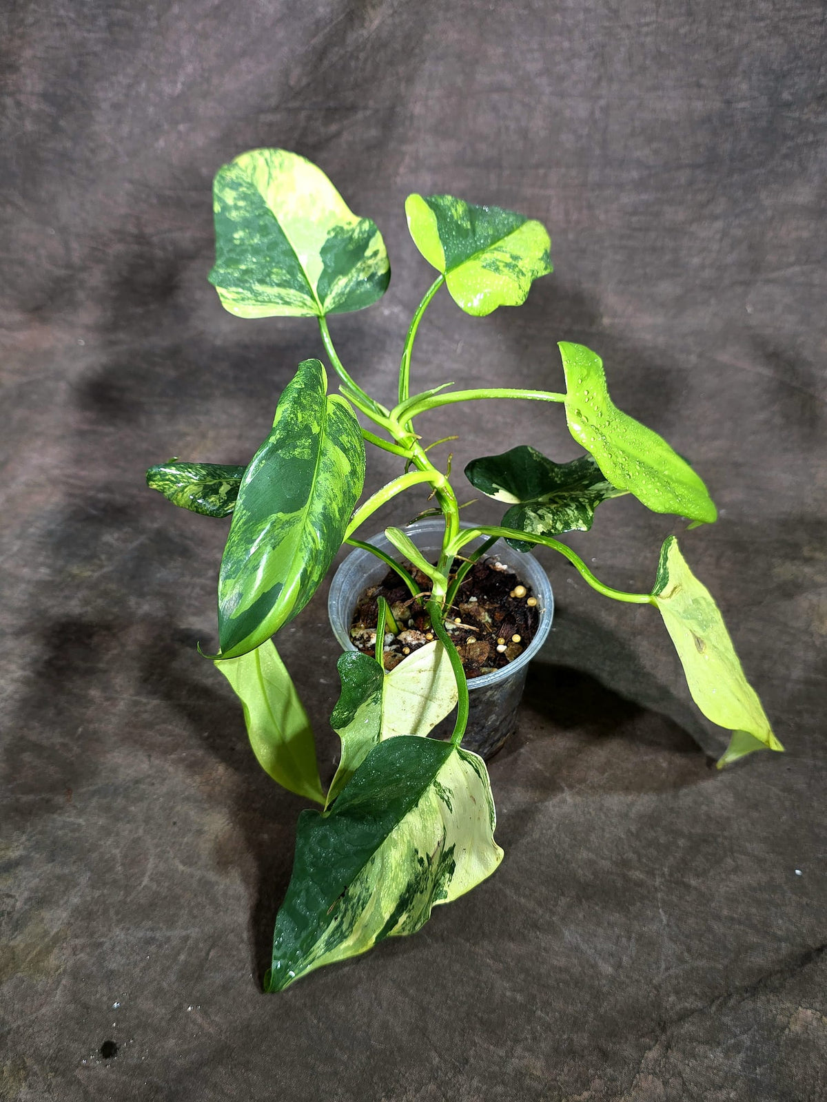 Variegated Philodendron Bipennifolium Violin Exact Plant- (Oct-8-2)