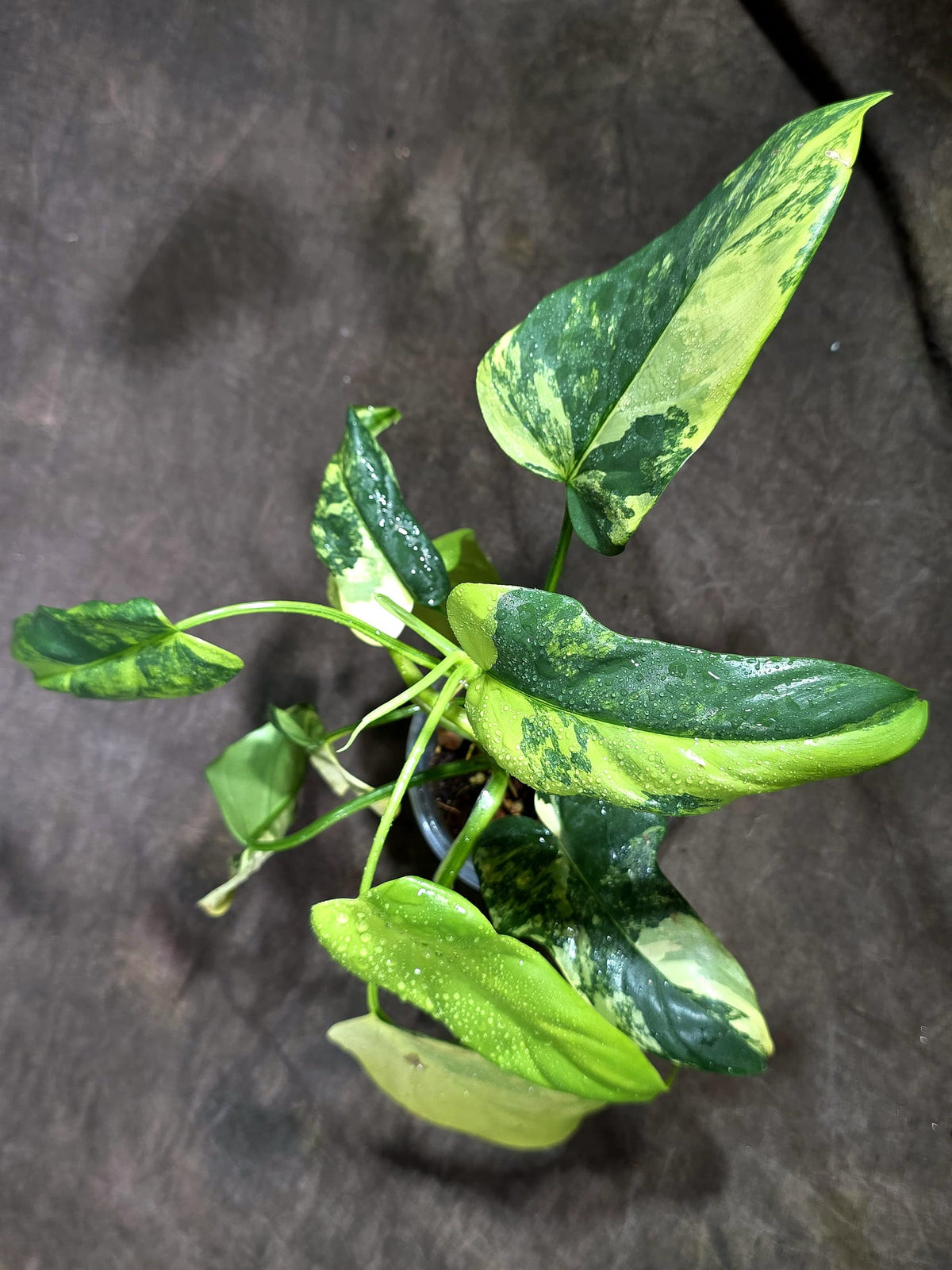 Variegated Philodendron Bipennifolium Violin Exact Plant- (Oct-8-2)