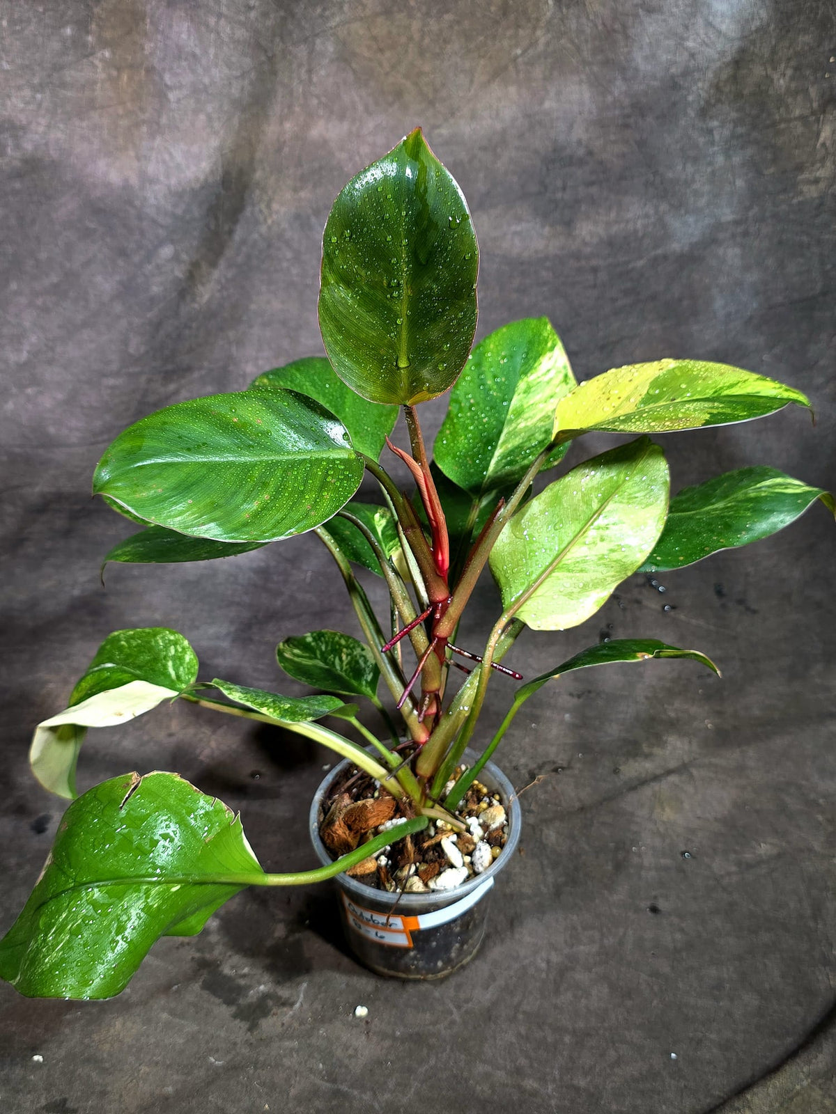 Yellow Congo Philodendron Variegated Live Plant (Oct-8-6)