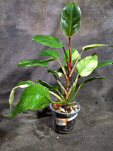 Yellow Congo Philodendron Variegated Live Plant (Oct-8-6)