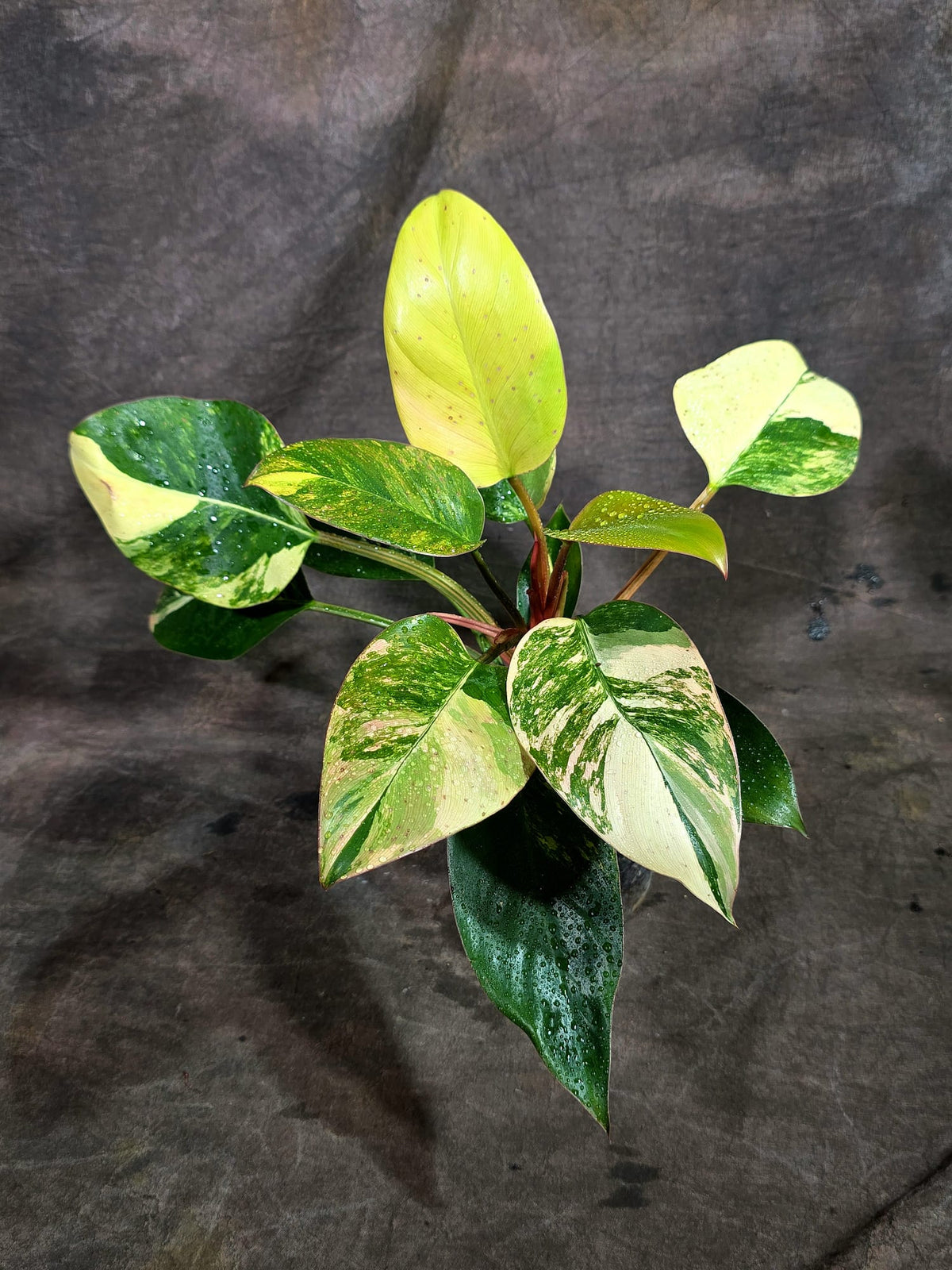 Yellow Congo Philodendron Variegated Live Plant (Oct-8-7)