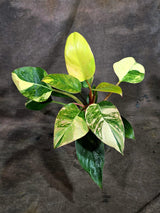 Yellow Congo Philodendron Variegated Live Plant (Oct-8-7)