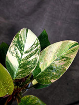 Yellow Congo Philodendron Variegated Live Plant (Oct-8-7)