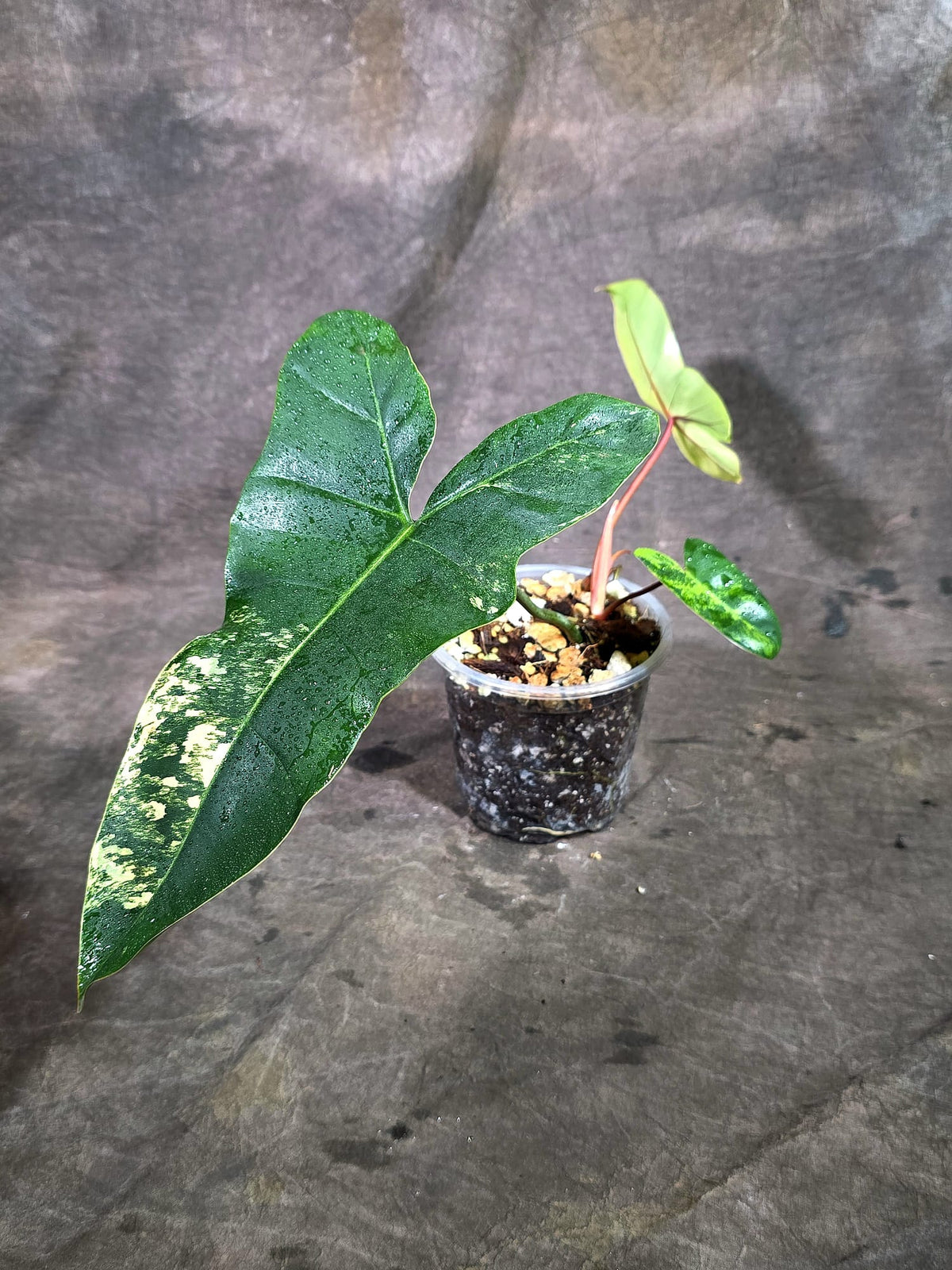 Variegated Philodendron Brown Beauty Live Plant (Oct-8-8)