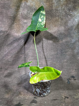 Variegated Philodendron Brown Beauty Live Plant (Oct-8-8)