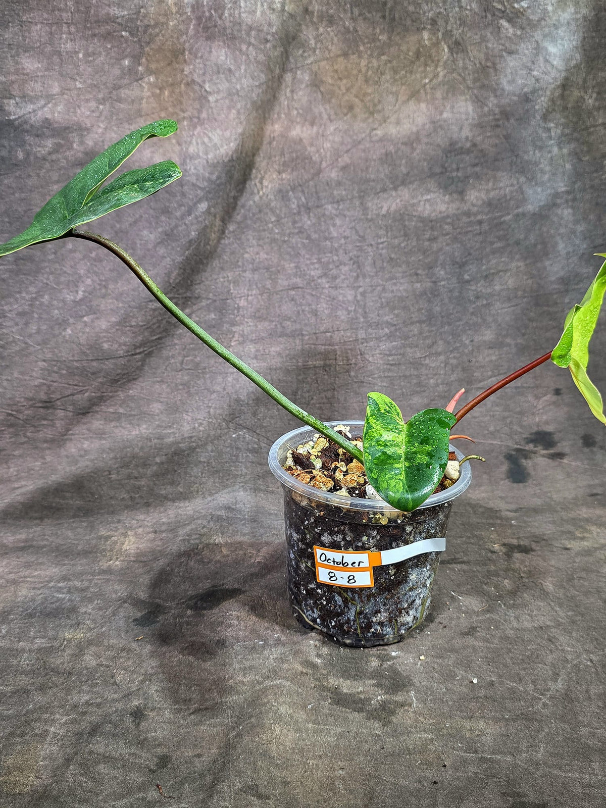 Variegated Philodendron Brown Beauty Live Plant (Oct-8-8)