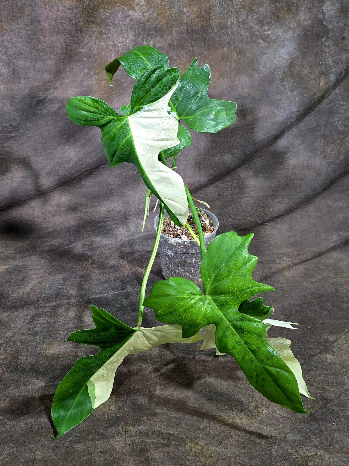 Variegated Golden Dragon Philodendron - EXACT Plant (Oct-8-27)