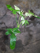 Variegated Golden Dragon Philodendron - EXACT Plant (Oct-8-27)