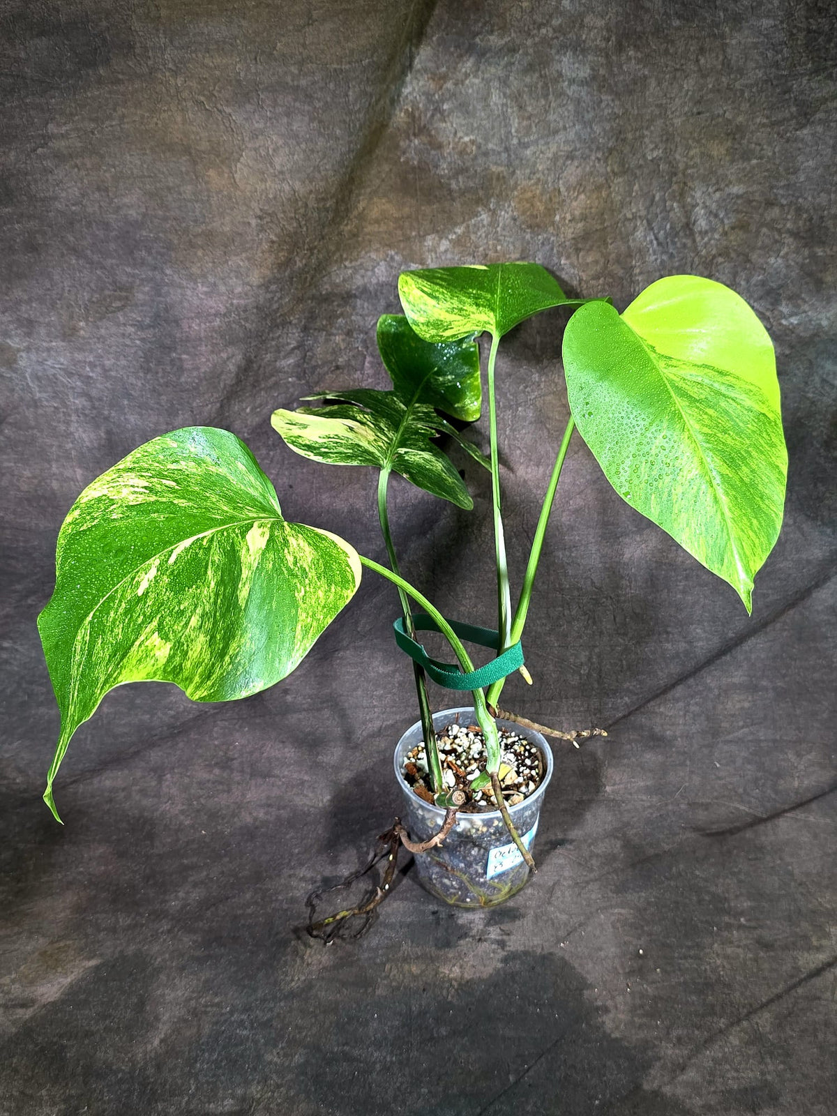 Monstera Borsigiana Aurea Variegated (Oct-8-29)