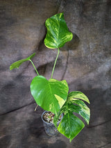 Monstera Borsigiana Aurea Variegated (Oct-8-29)