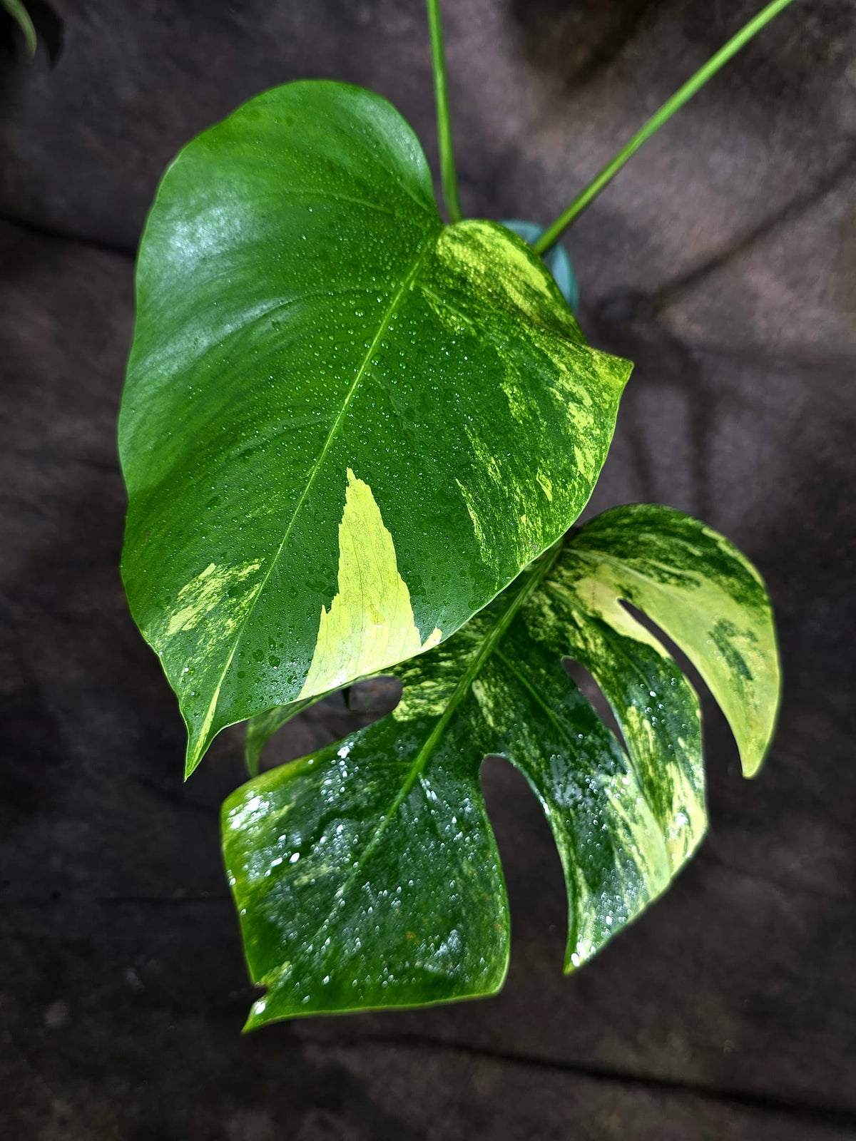 Monstera Borsigiana Aurea Variegated (Oct-8-29)