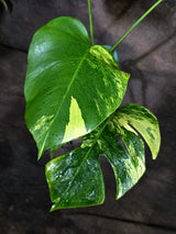 Monstera Borsigiana Aurea Variegated (Oct-8-29)