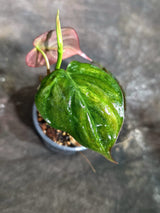 Variegated Philodendron Mican Aurea Exact Plant - (Oct-21-12)