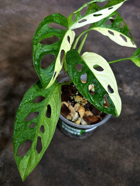 Variegated Monstera Adansonii Albo Exact Plant - (Oct-21-13)