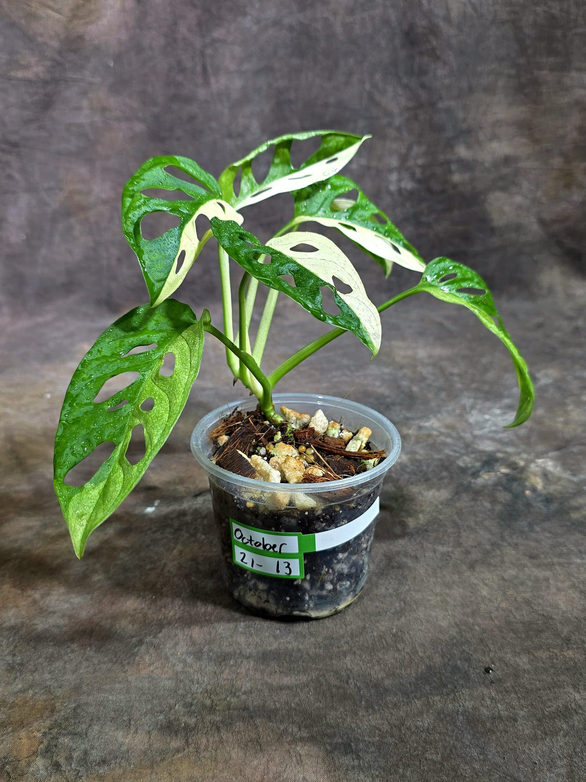 Variegated Monstera Adansonii Albo Exact Plant - (Oct-21-13)