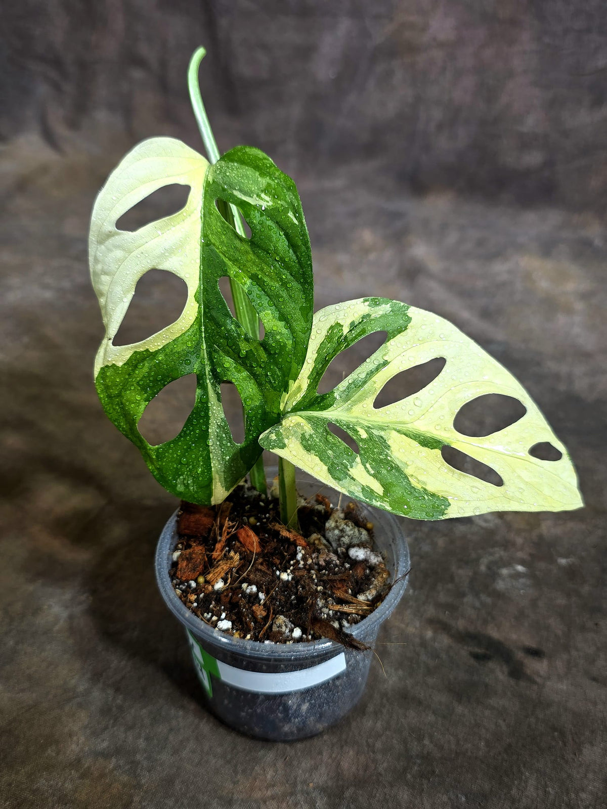 Variegated Monstera Adansonii Albo Exact Plant - (Oct-21-14)