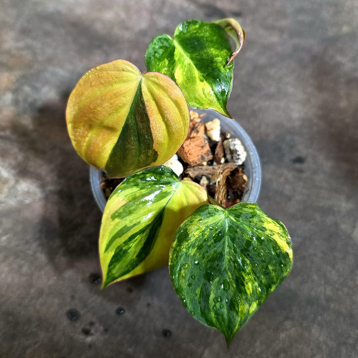 Variegated Philodendron Mican Aurea Exact Plant - (Oct-21-15)