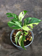Variegated Rhaphidophora Tetrasperma Albo - (Oct-21-18)