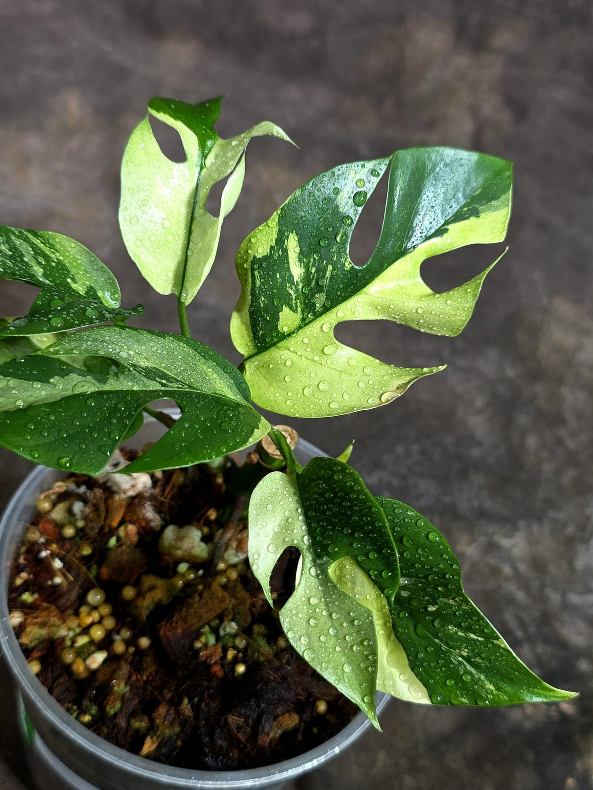 Variegated Rhaphidophora Tetrasperma Albo - (Oct-21-18)