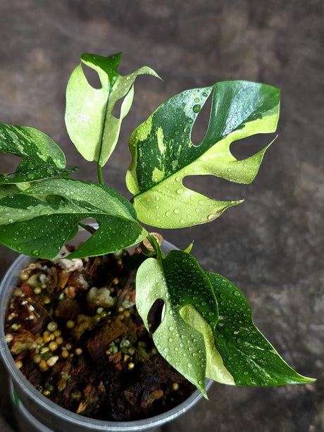 Variegated Rhaphidophora Tetrasperma Albo - (Oct-21-18)