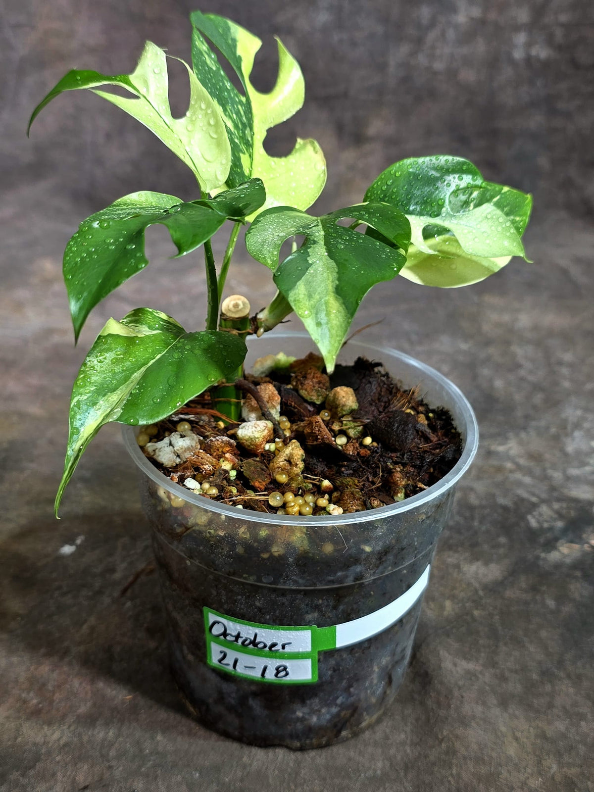 Variegated Rhaphidophora Tetrasperma Albo - (Oct-21-18)