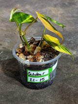 Variegated Philodendron Mican Aurea Exact Plant - (Oct-21-15)