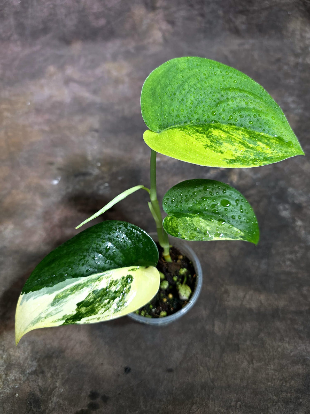 Scindapsus Jade Satin Variegated Exact Plant - (Oct-21-16)
