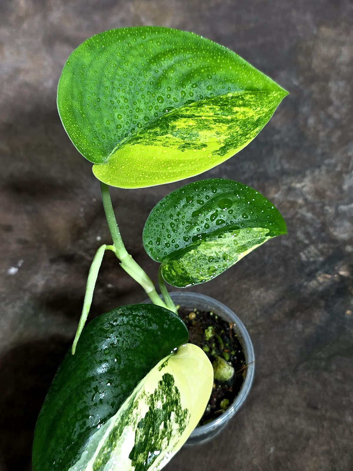 Scindapsus Jade Satin Variegated Exact Plant - (Oct-21-16)
