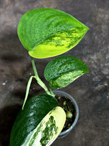 Scindapsus Jade Satin Variegated Exact Plant - (Oct-21-16)