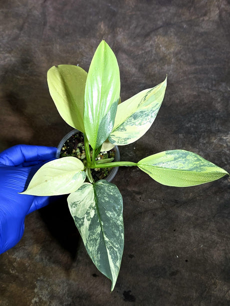 Variegated Silver Sword Philodendron Exact plant - (Oct-21-17-H)