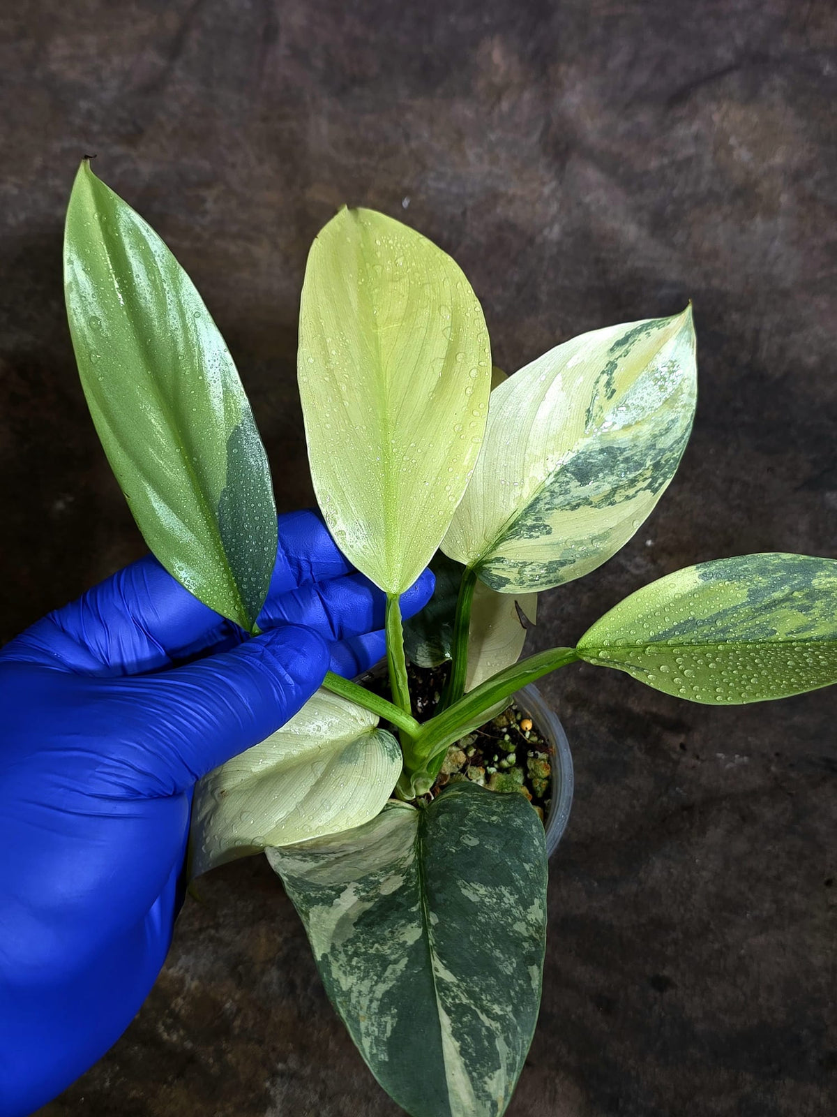 Variegated Silver Sword Philodendron Exact plant - (Oct-21-17-H)
