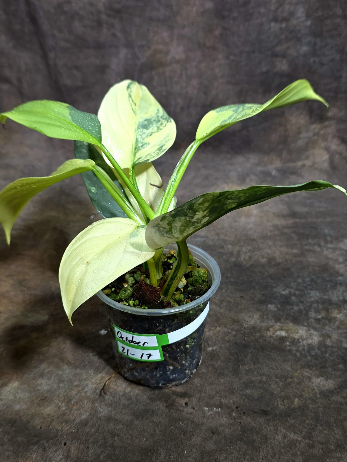 Variegated Silver Sword Philodendron Exact plant - (Oct-21-17-H)