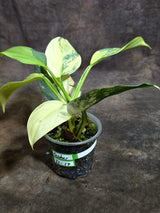 Variegated Silver Sword Philodendron Exact plant - (Oct-21-17-H)