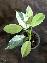 Variegated Silver Sword Philodendron Exact plant - (Oct-21-22)