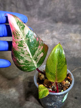 Rare Philodendron Strawberry Shake Variegated (Oct-21-20)