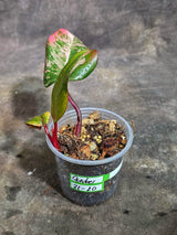 Rare Philodendron Strawberry Shake Variegated (Oct-21-20)
